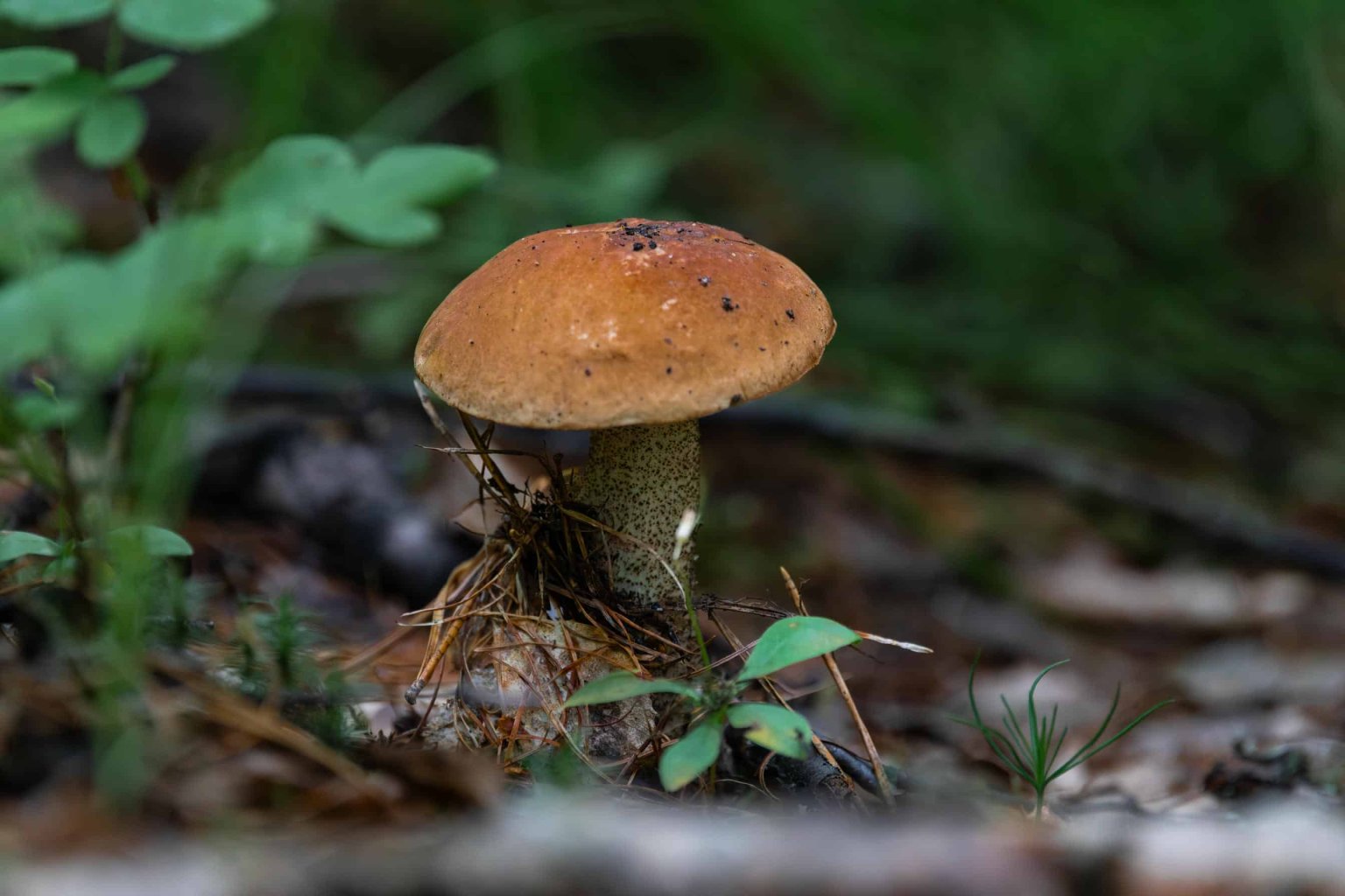 2S1A9617.jpg