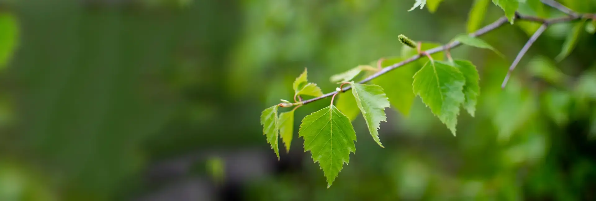 Лесопарк им. Ю. А. Гагарина