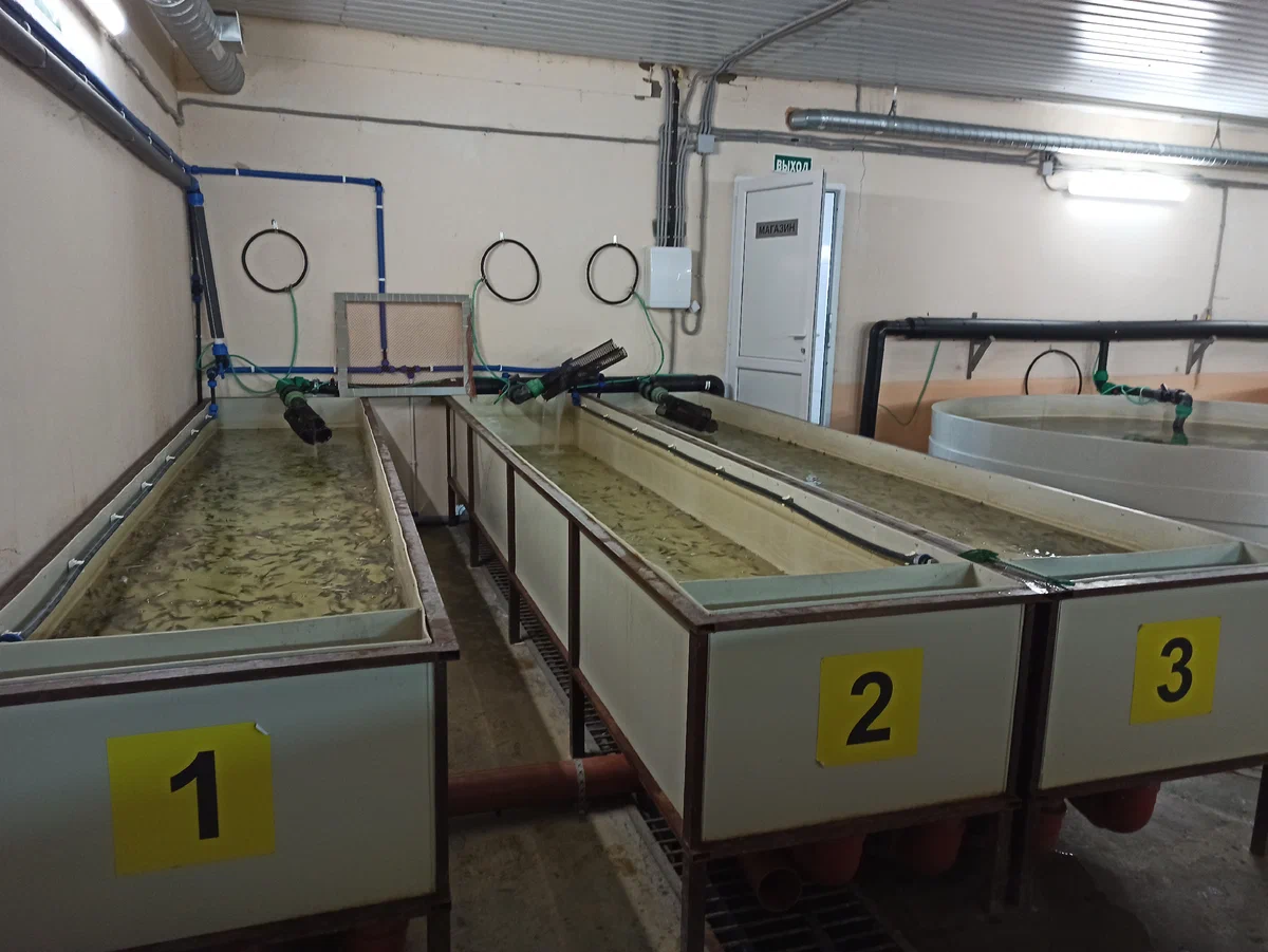 акваферма-1-2