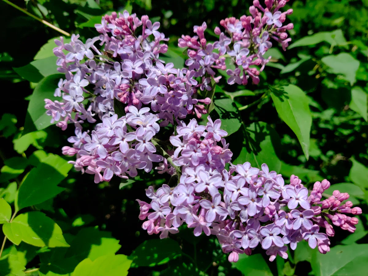 дендропарк4-4