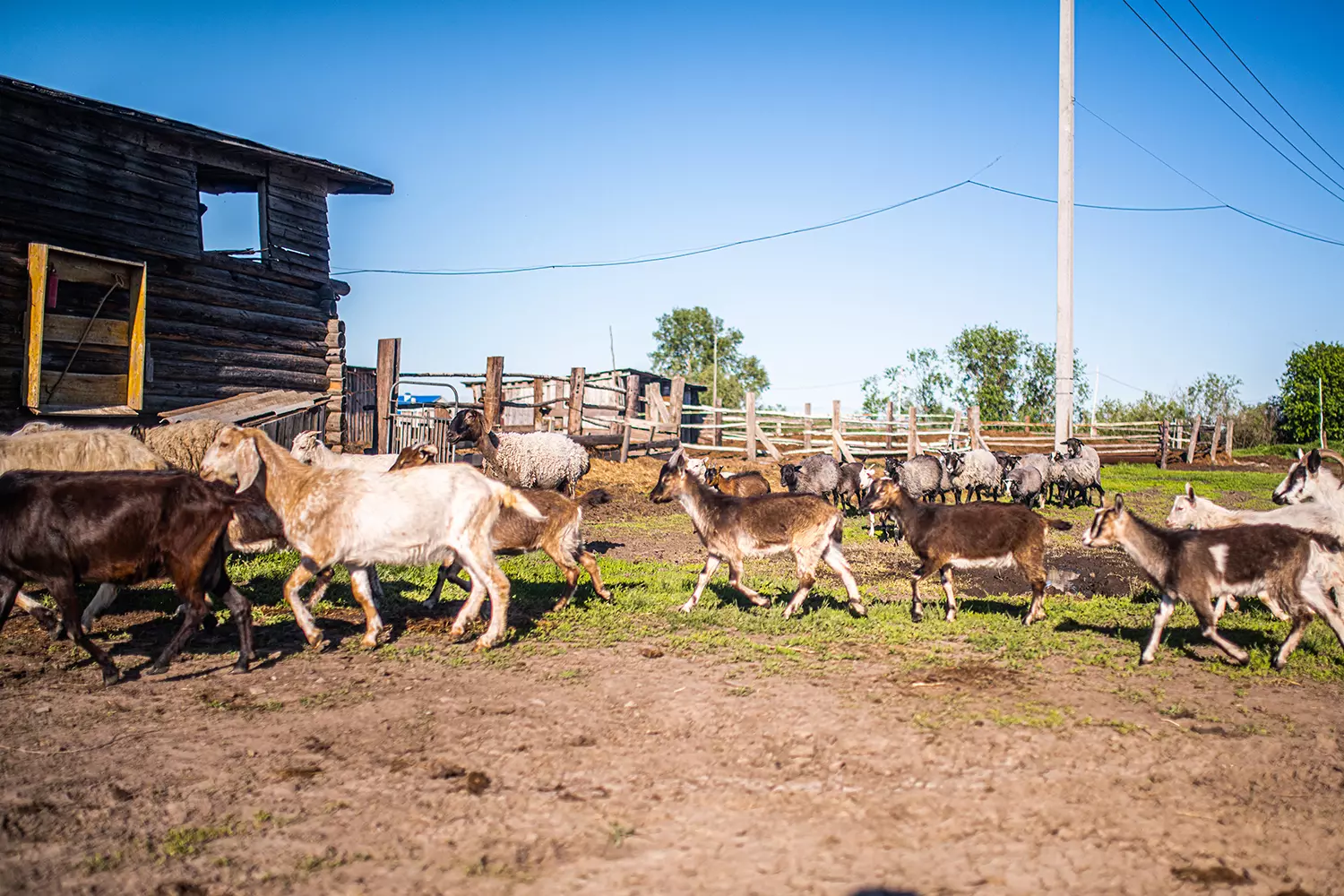 Экскурсия на агротуристический комплекс «Золотая подкова» - картинка 1