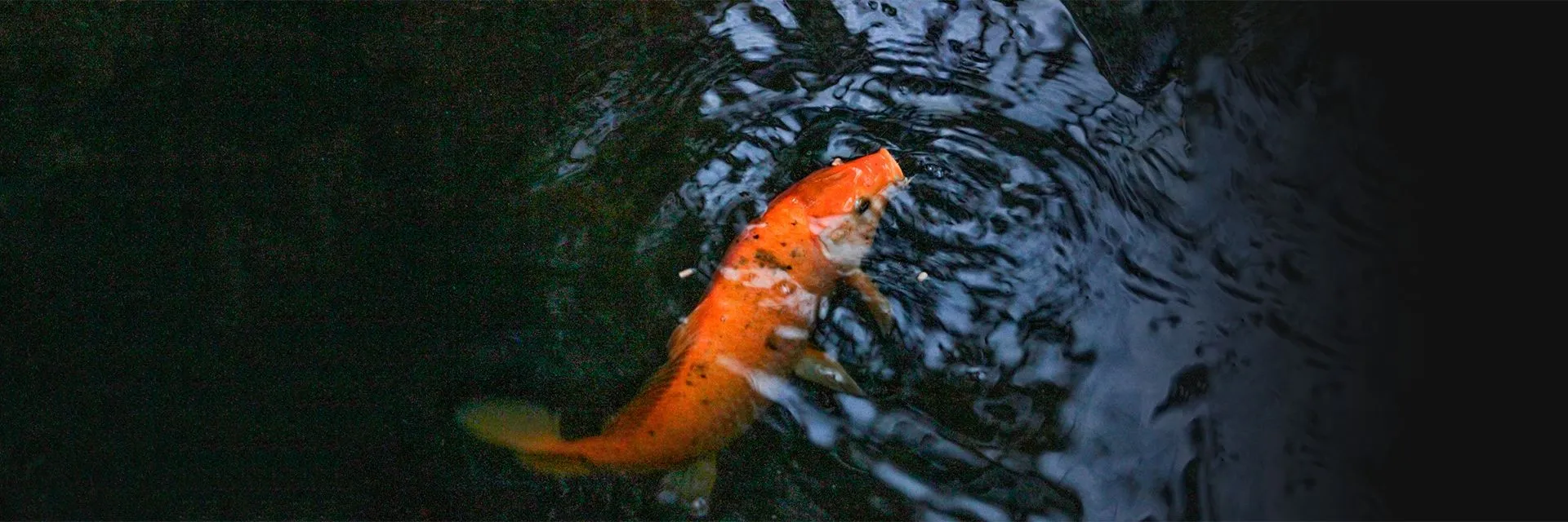 Экскурсия на акваферму