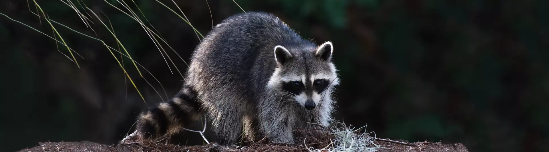 Выставка ручных енотов «Село Енотово»