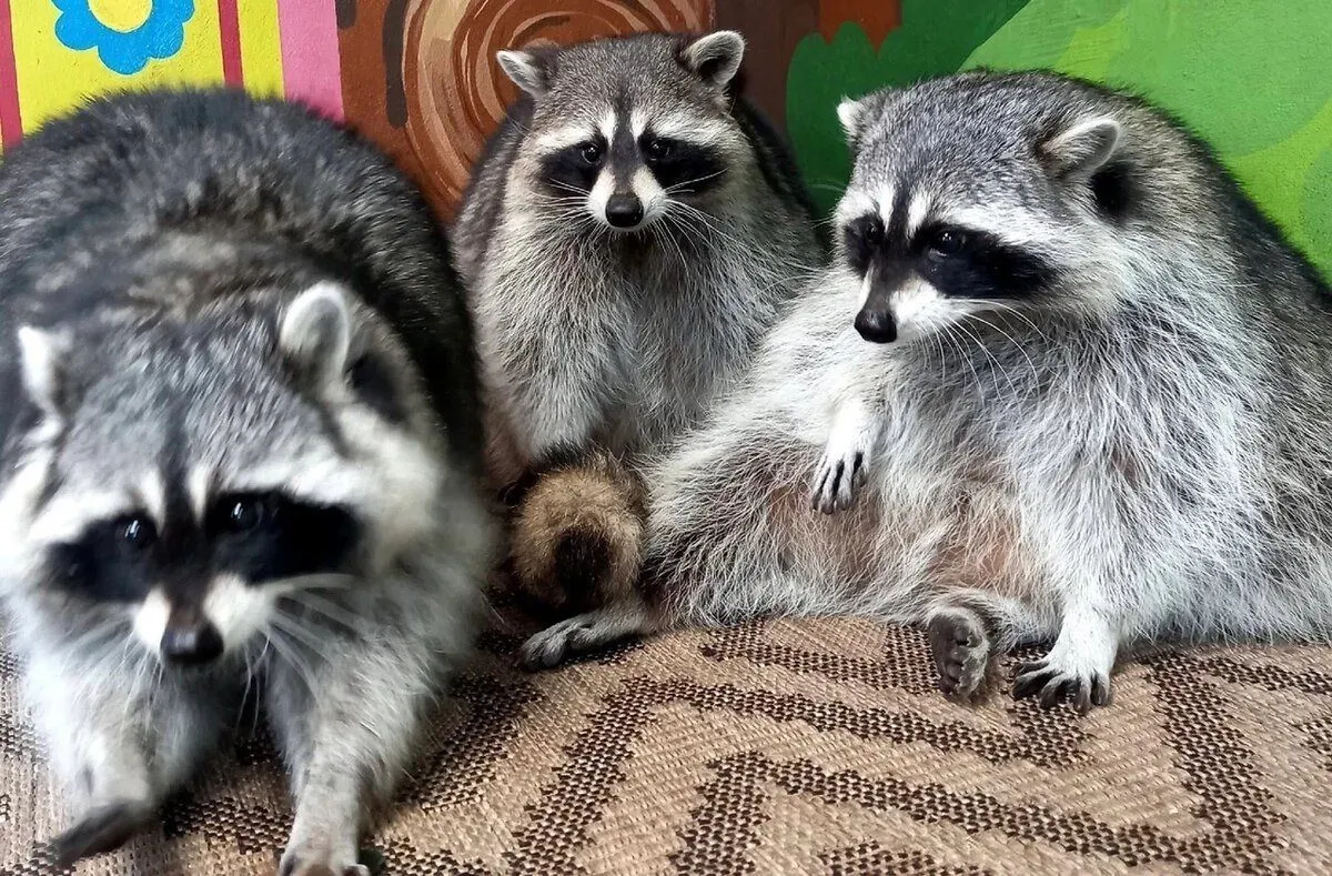 Где в Тюмени пообщаться с животными 4