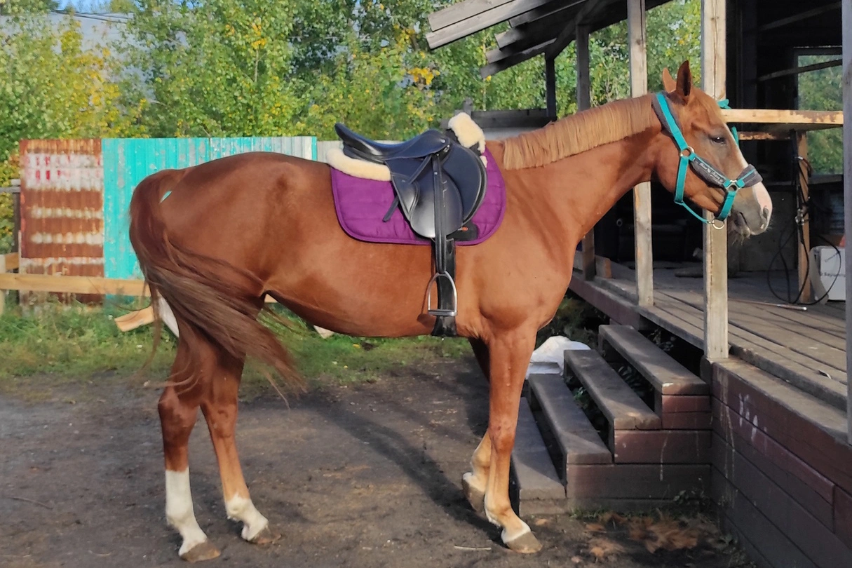 Конный клуб «Форсайд»