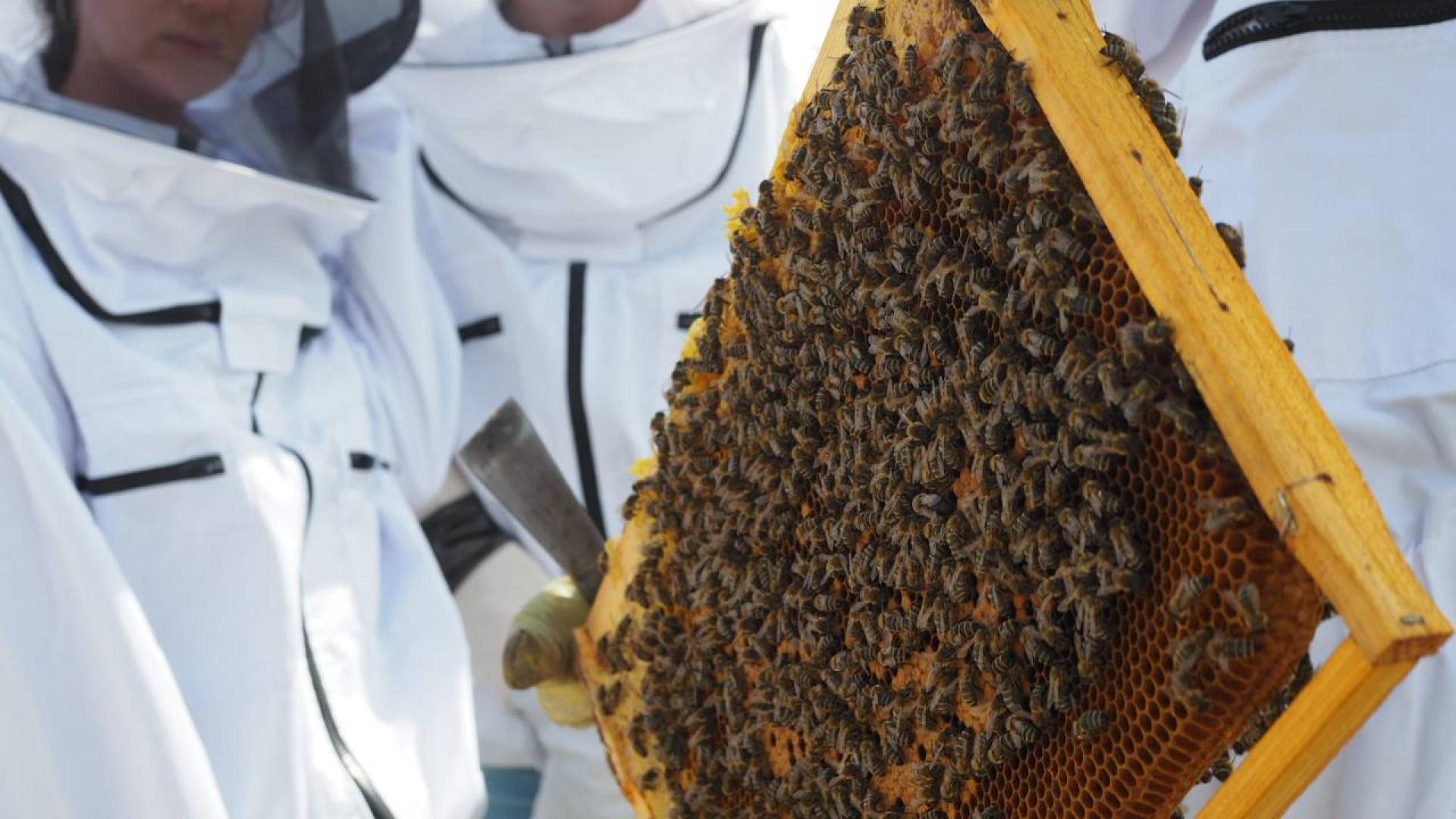 Пасека Панышевых «Медовый двор»