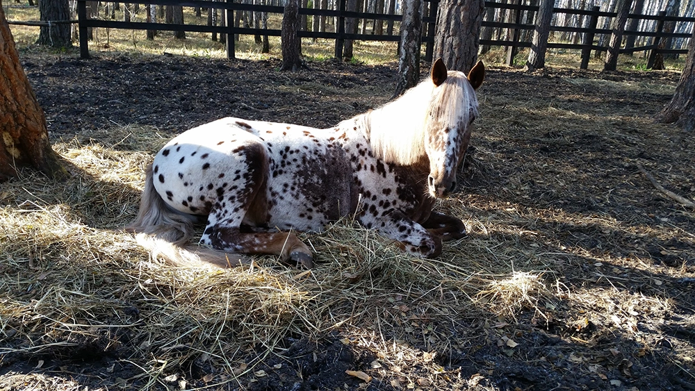 Конный клуб «Форсайд»