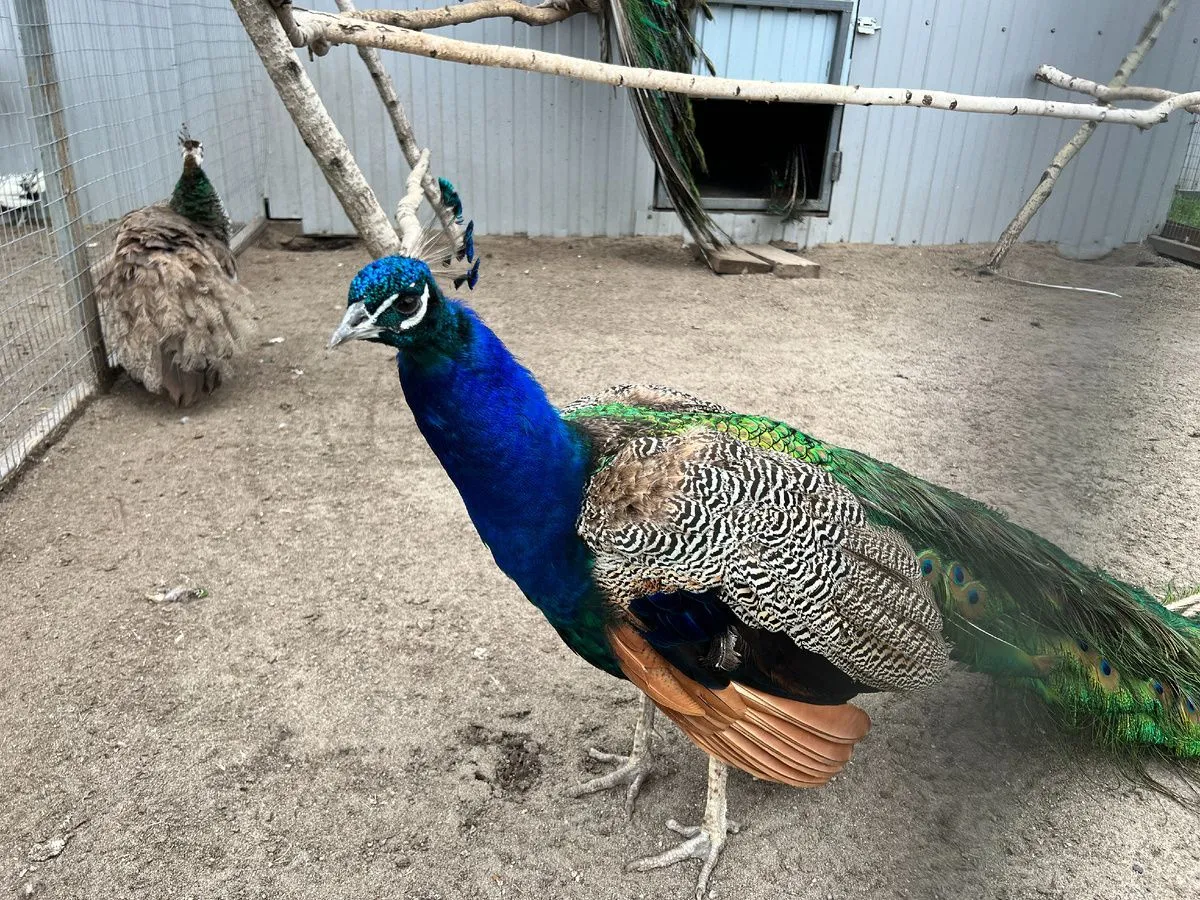 Где в Тюмени пообщаться с животными 3