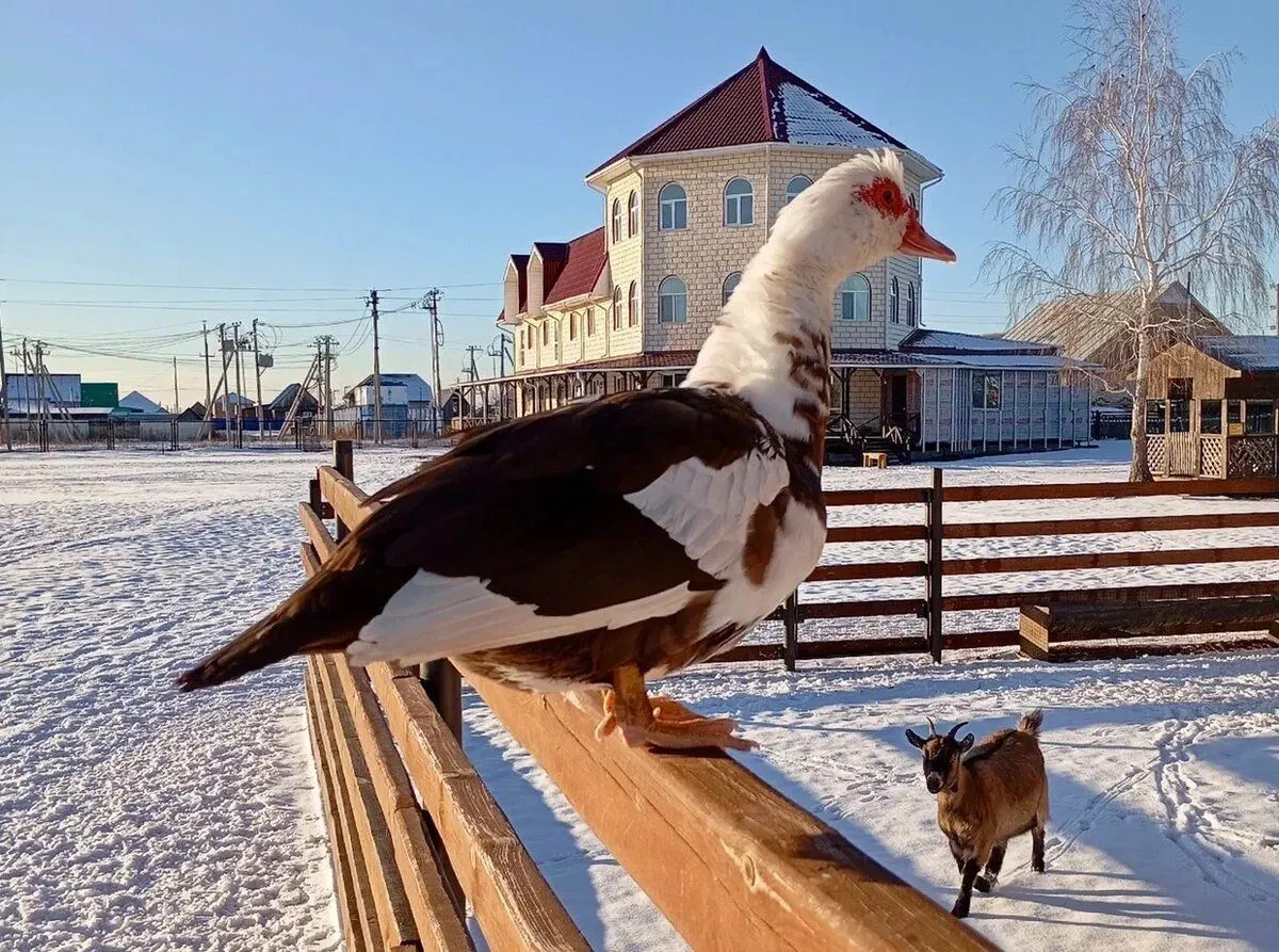 Где в Тюмени пообщаться с животными 8