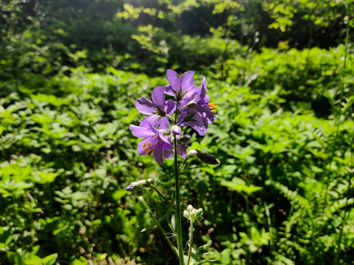 дендропарк4-1