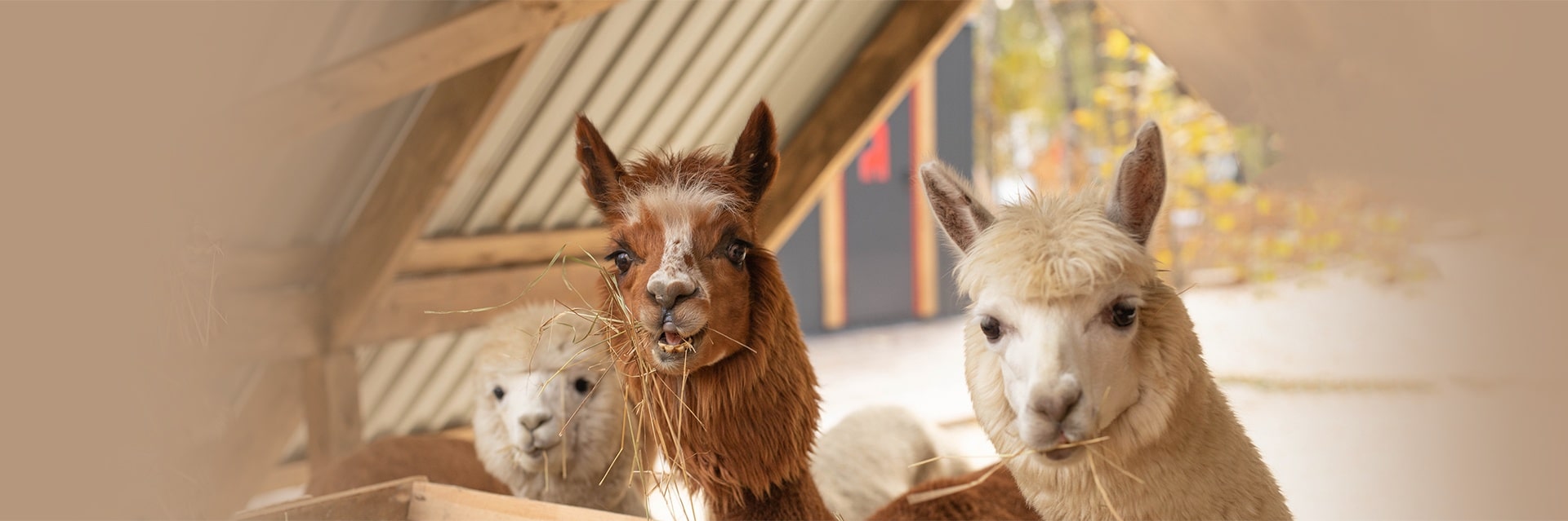 Парк альпак «Пача Мама»