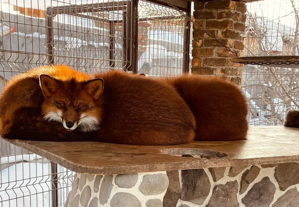 Где в Тюмени пообщаться с животными 2