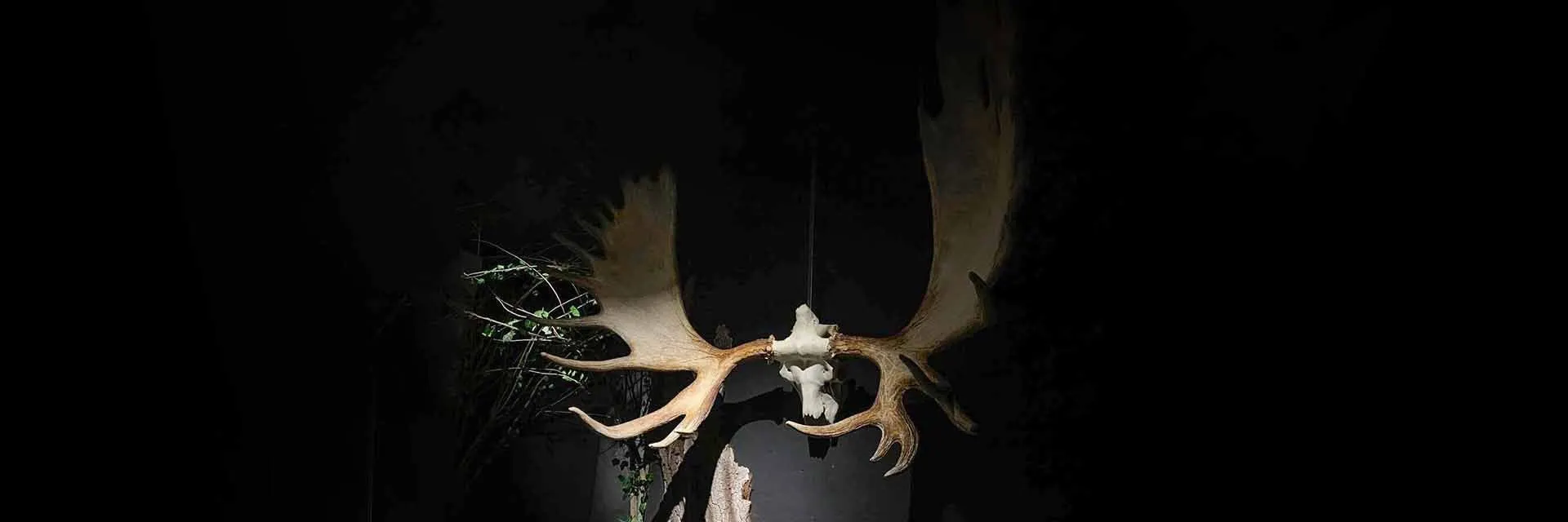 Настоящая пещера и скелет мамонта: контактный музей в Тобольске