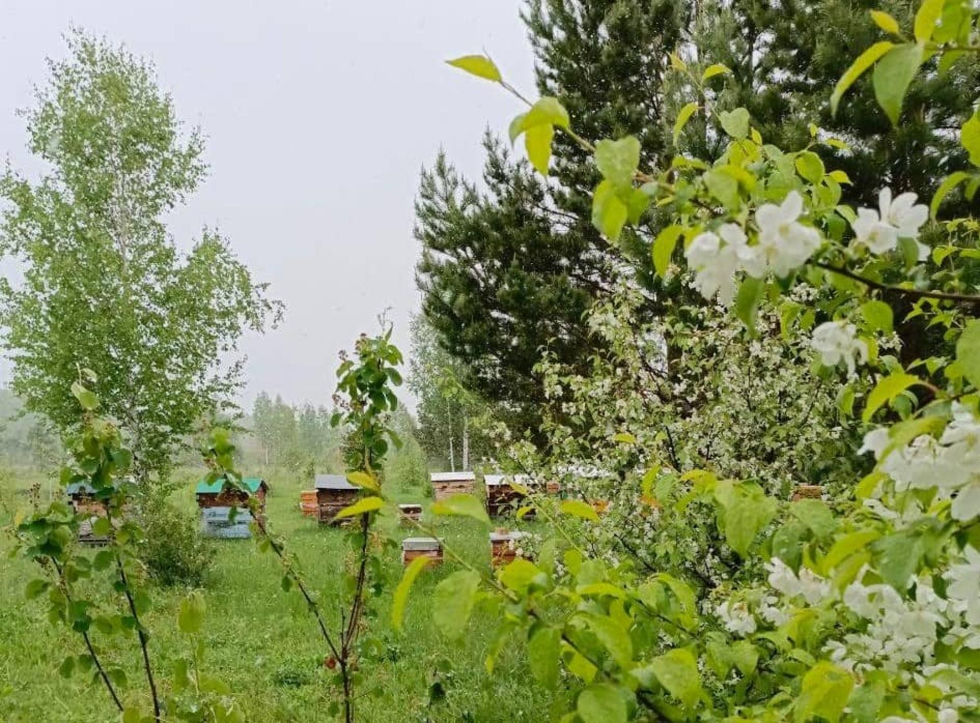 «Родная пасека»