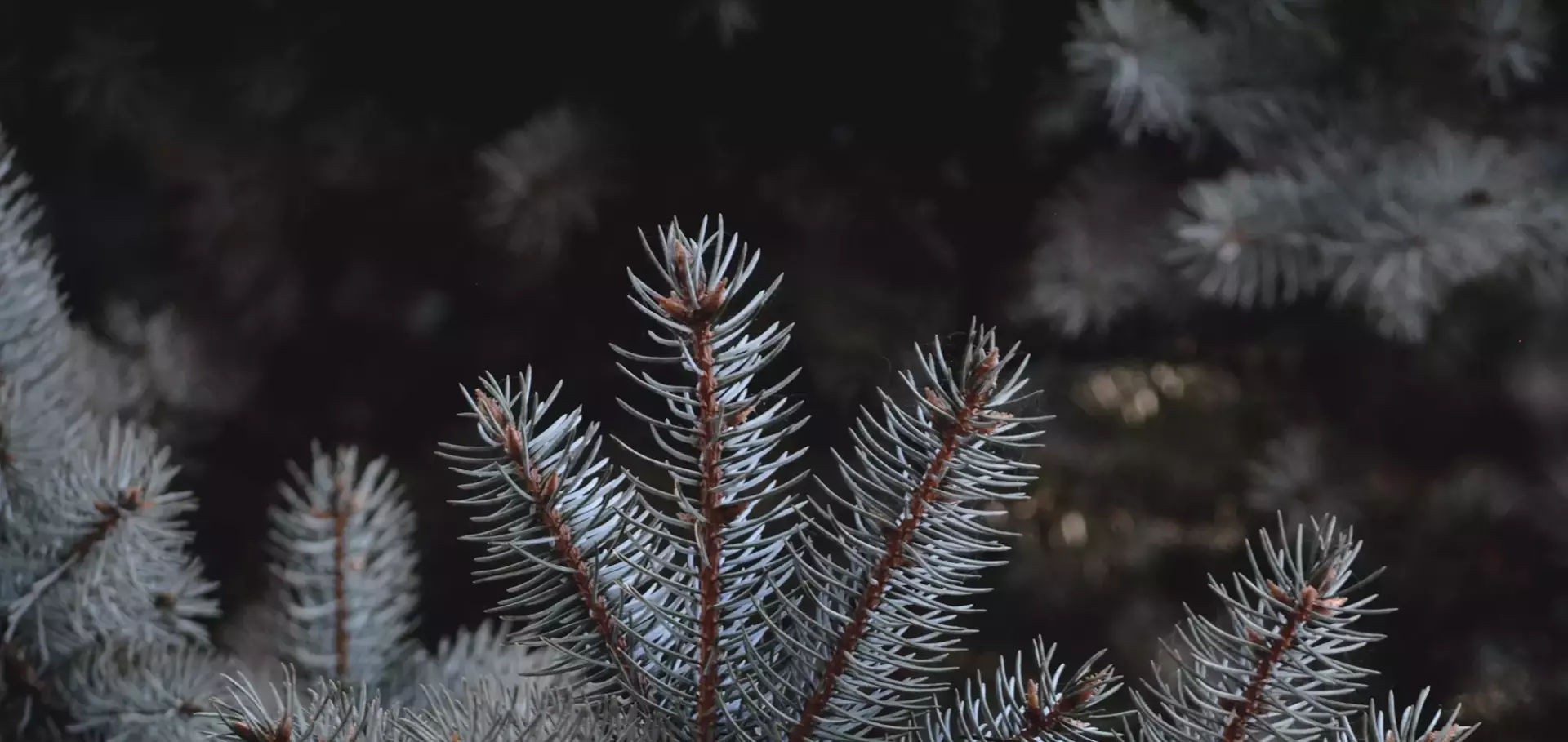База отдыха «Лагуна»