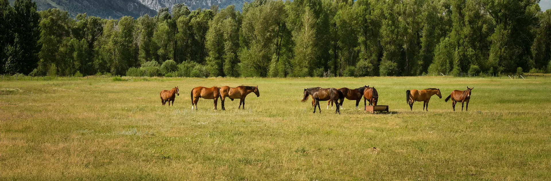 Конный клуб «Пегас» в Заводоуковске