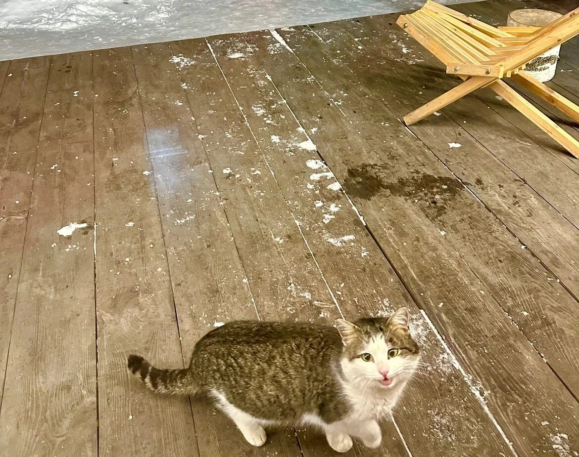 Лесная история 8