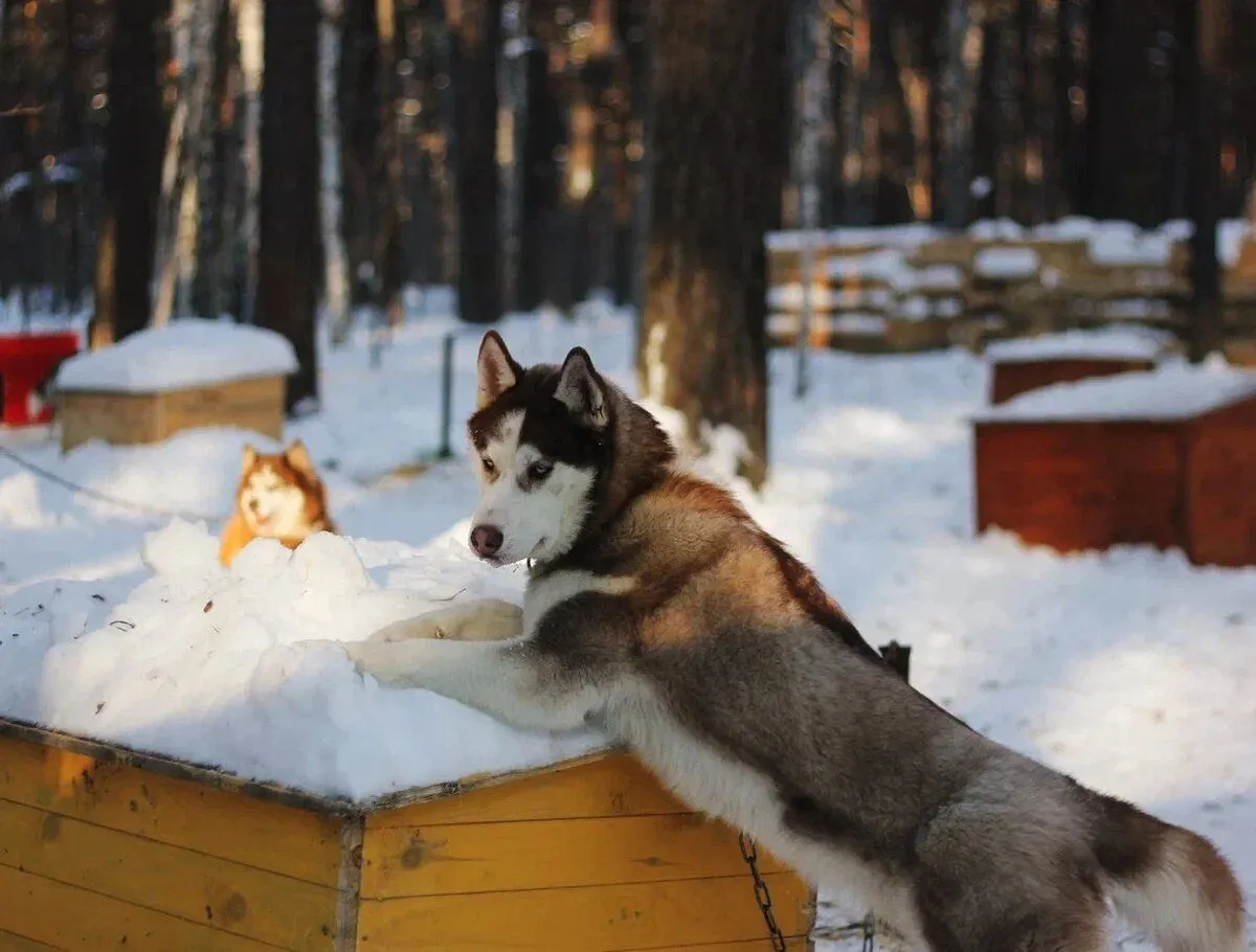 Где в Тюмени пообщаться с животными 6