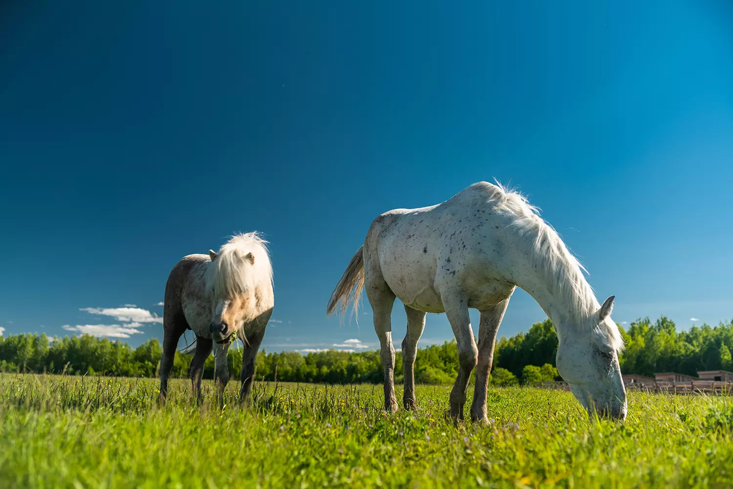 Экскурсия на агротуристический комплекс «Золотая подкова» - картинка 1