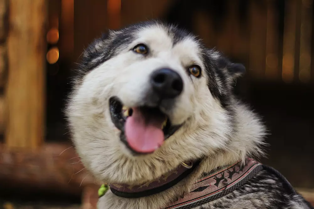 Деревня ездовых собак «Быстрые лапы»