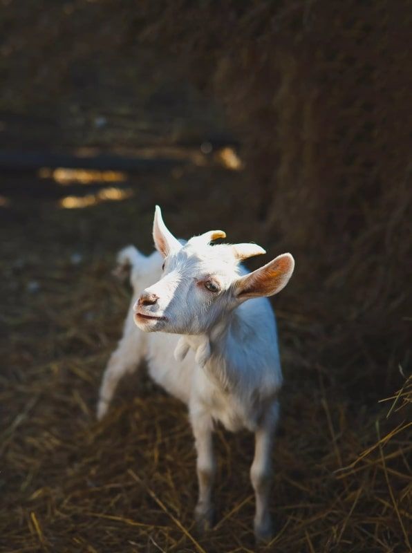 Страусиная ферма «Тюменский страус»