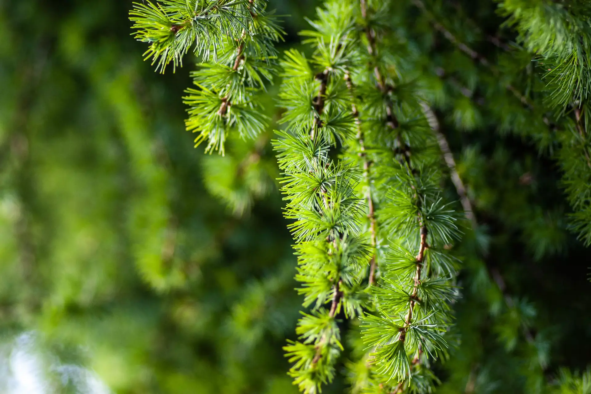Тюменский дендропарк: зеленое, красивое и тихое место для прогулок