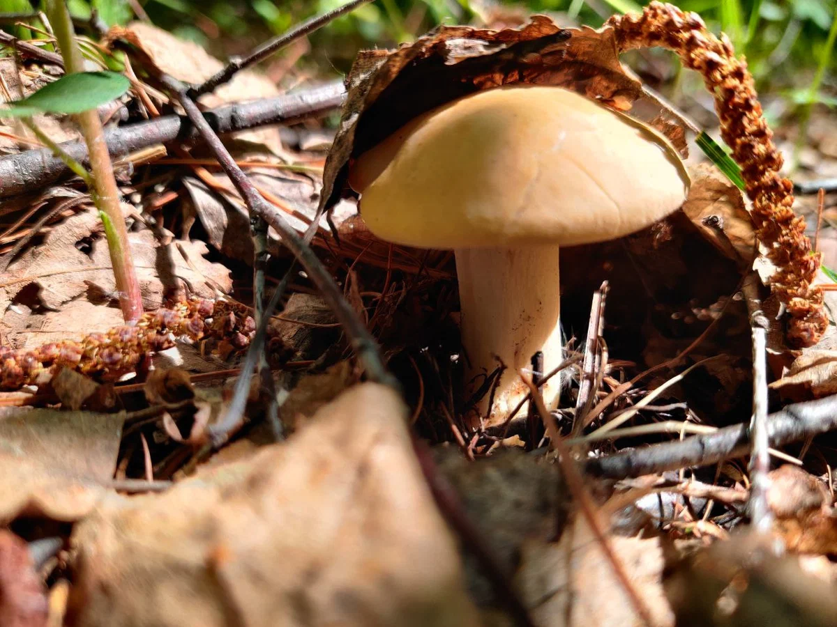 дендропарк5-3