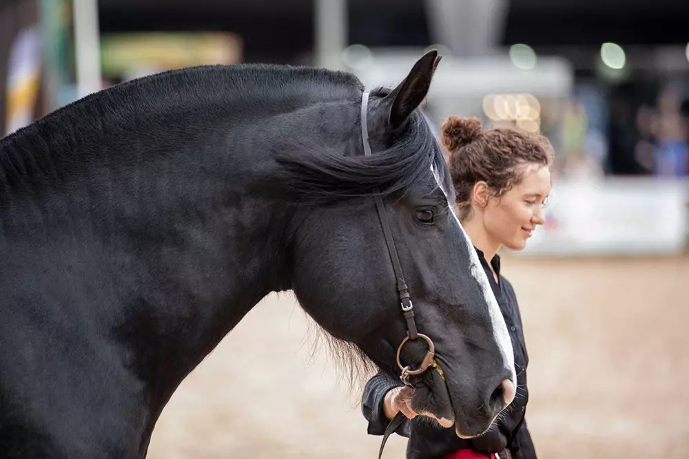 Дом-музей русских пород лошадей «Хуторъ»