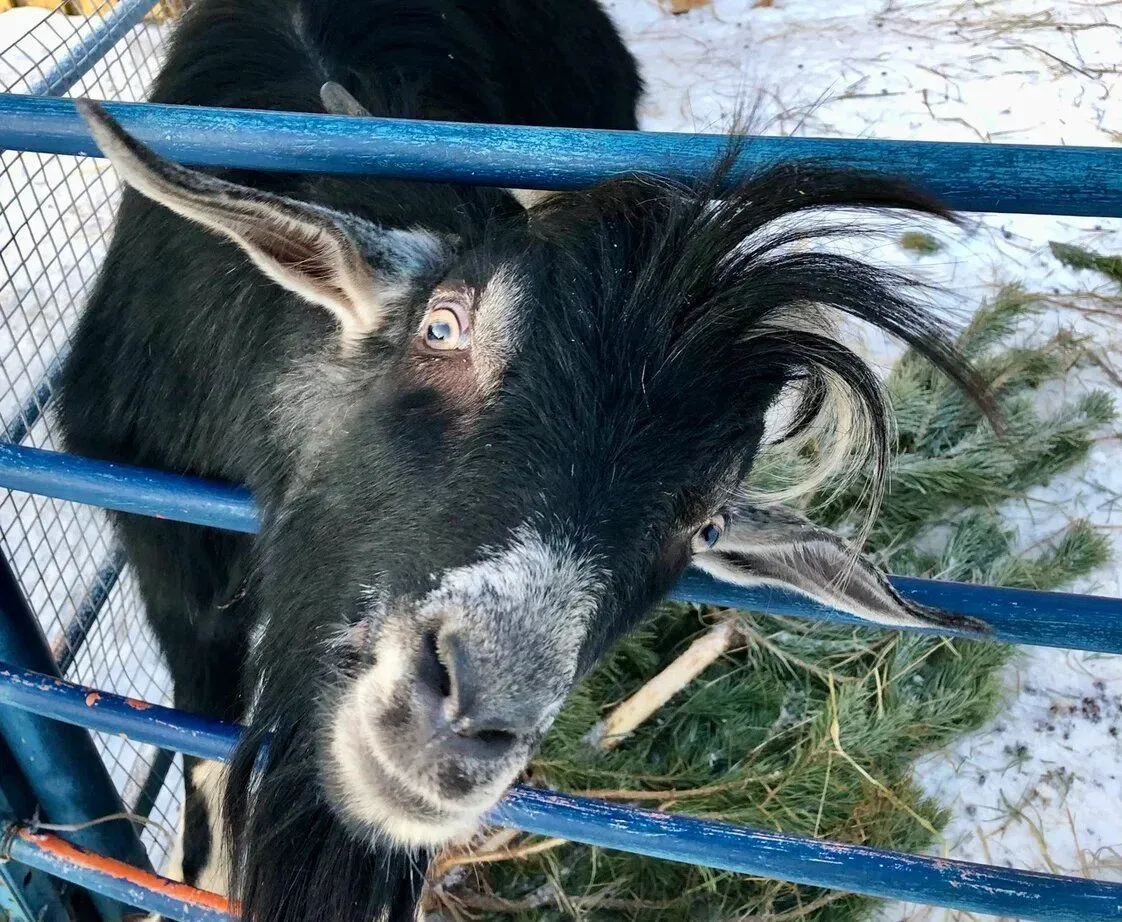 Где в Тюмени пообщаться с животными 1