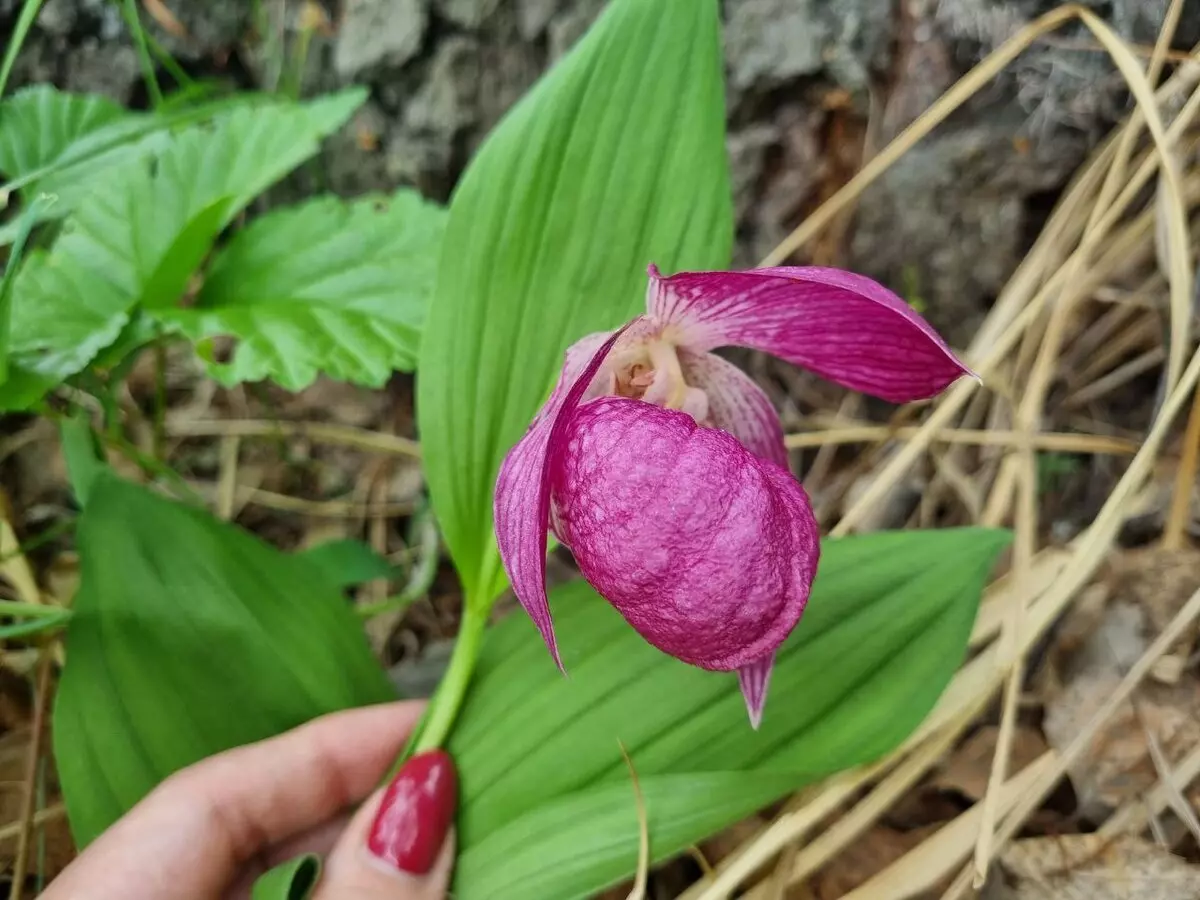 Швейцария недалеко от Тюмени 3