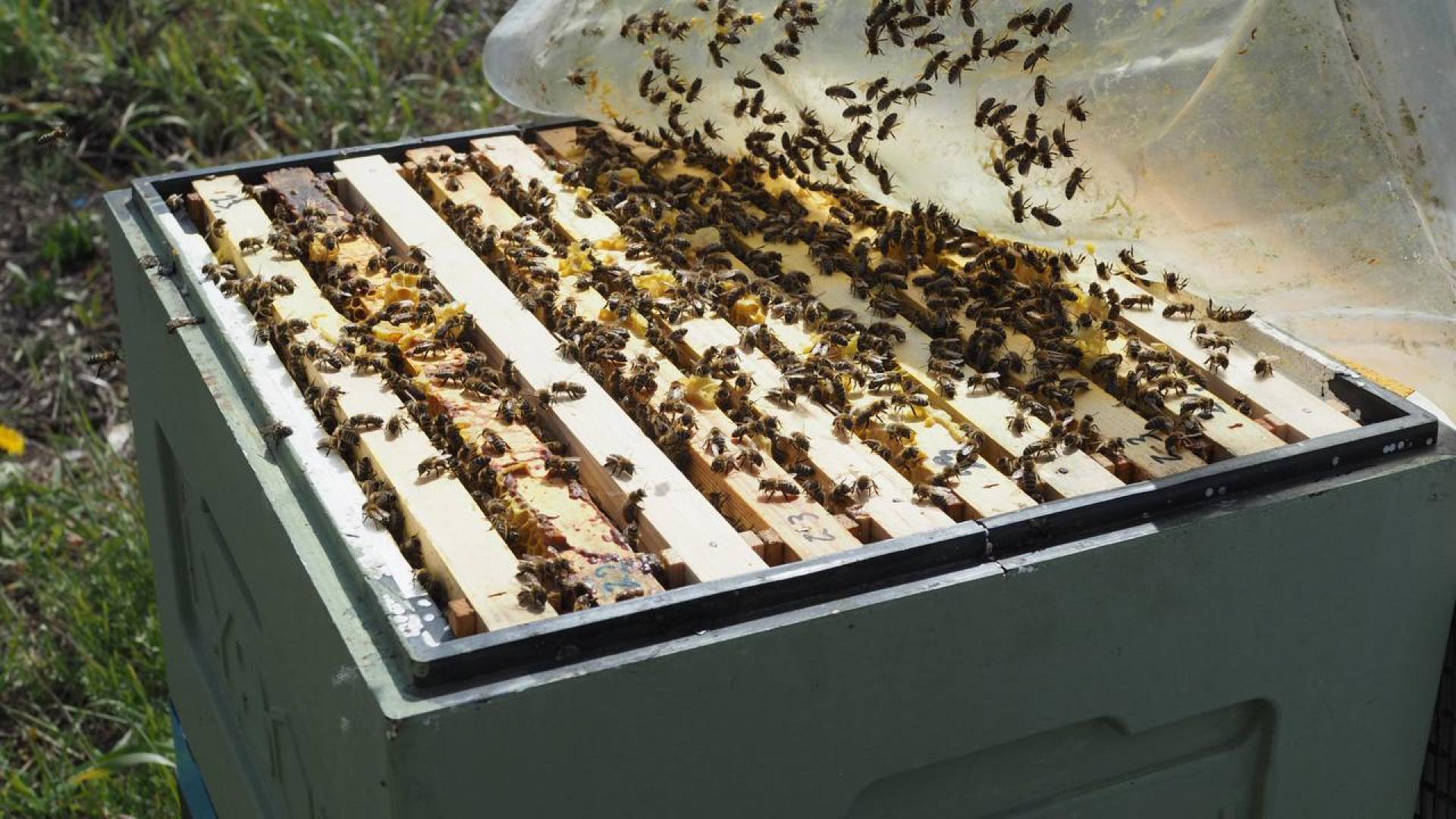 Пасека Панышевых «Медовый двор»