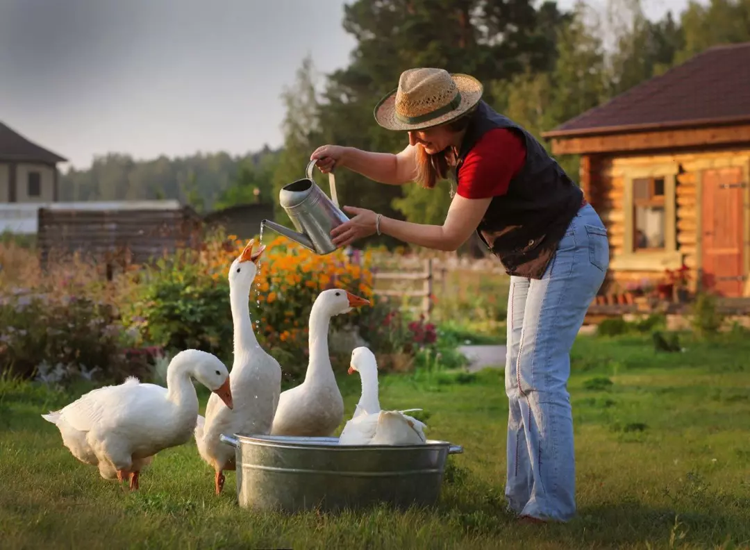 «Тимофеева земля»