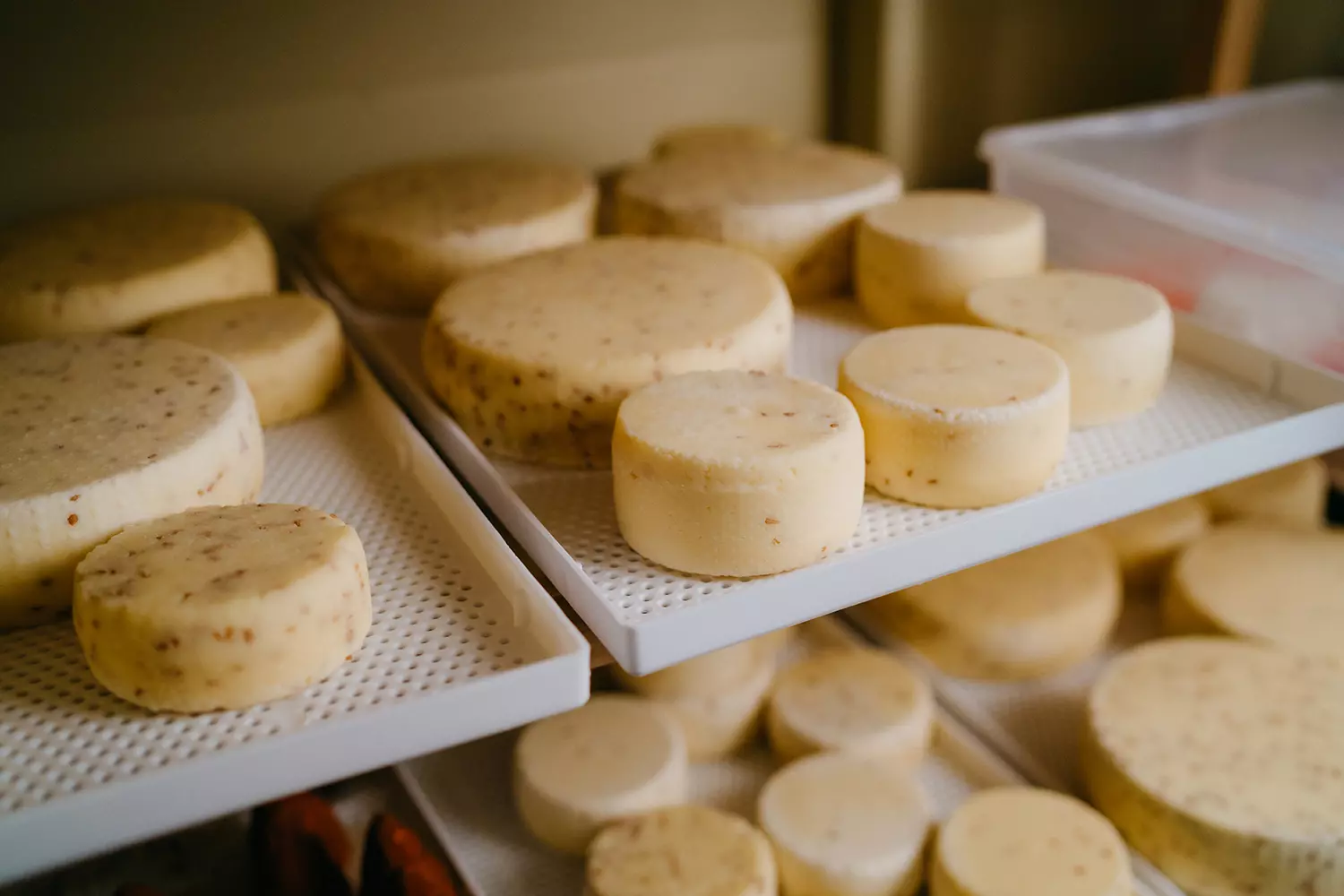 Экскурсия на сыроварню - картинка 1