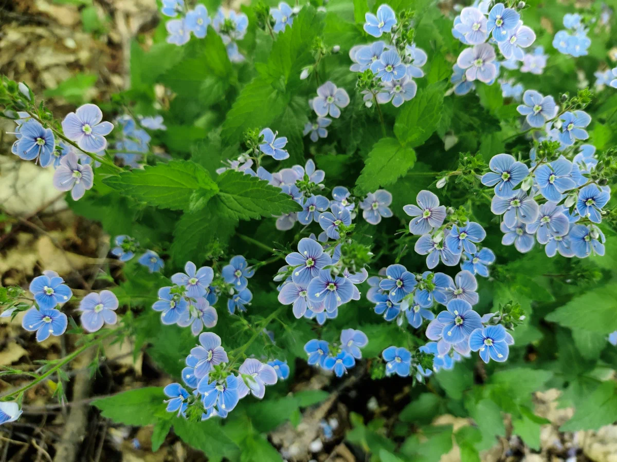 дендропарк4-5