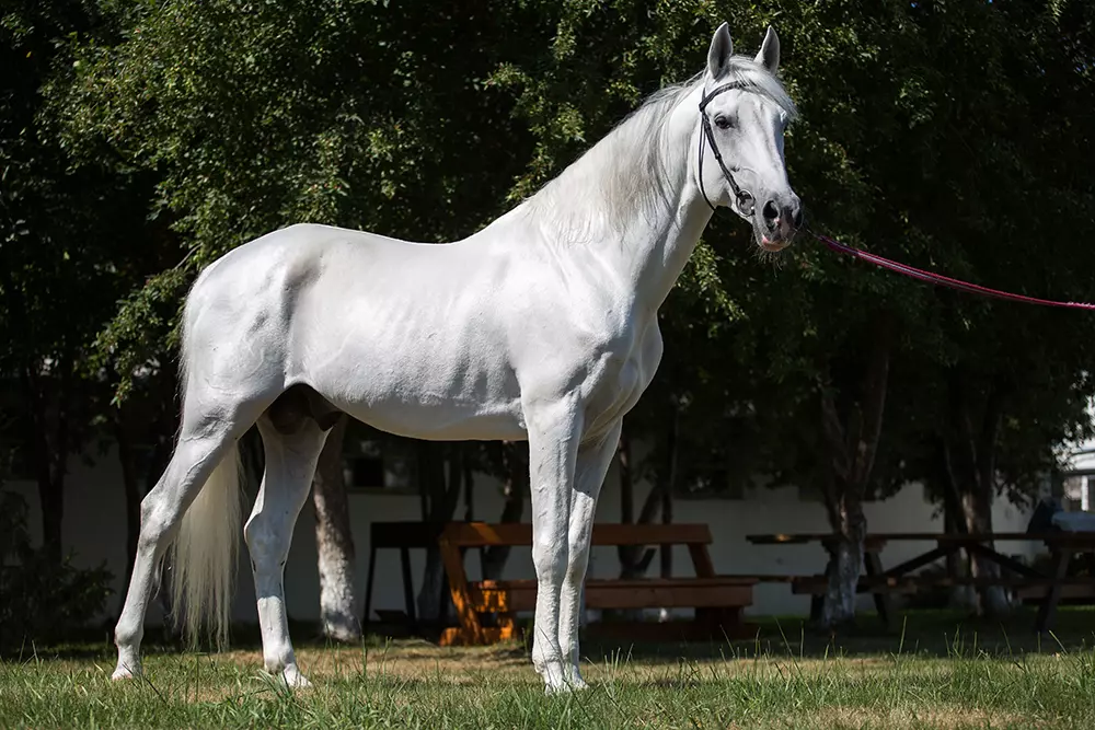 Конноспортивный клуб «Олимпия»