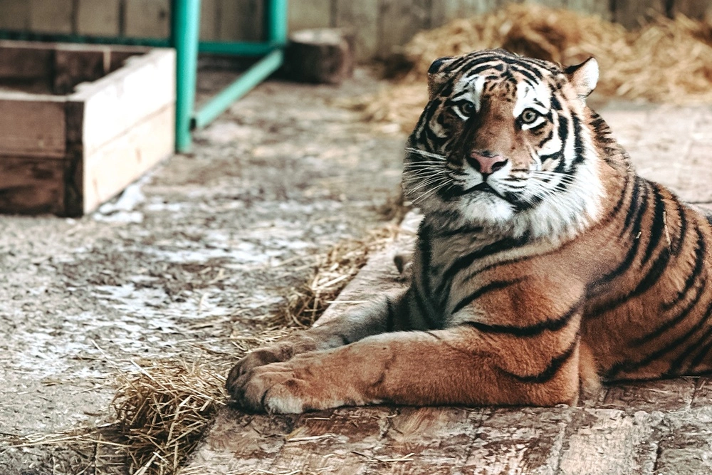 Зоопарк на базе отдыха «Сосновый бор»