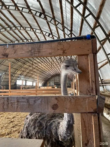Страусиная ферма «Тюменский страус», Тюмень - слайд № 1