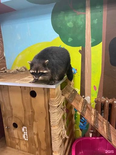 Выставка ручных енотов «Село Енотово», Тюмень - слайд № 1