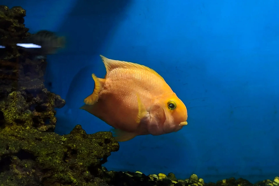 Экскурсия на акваферму: можно увидеть рыб-альбиносов, покормить форель и попробовать деликатесы