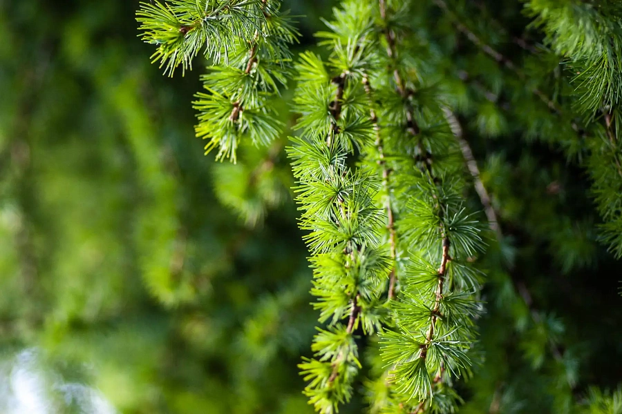 Тюменский дендропарк: зеленое, красивое и тихое место для прогулок