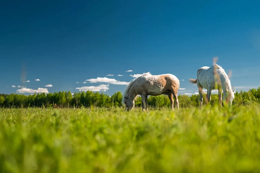 Агроглэмпинг «Золотая подкова»: катание на лошадях, баня и сельское подворье